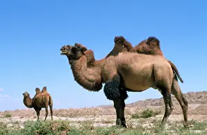 Bactrian: BACTRIAN CAMEL - x two