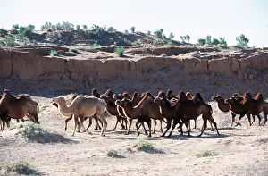 Camels: BACTRIAN CAMELS