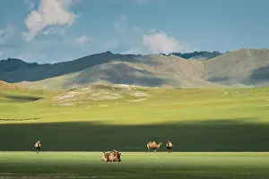 Bactrian: Bactrian camels (Camelus bactrianus) - Province