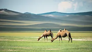 Bactrian: Bactrian camels (Camelus bactrianus) - Province
