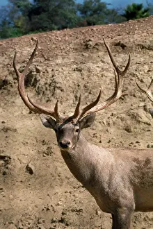 Bactrian: Bactrian Red Deer - stag