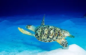 Hawksbill: Bactrian Wapiti or Bukharan Red Deer (Cervus elaphus