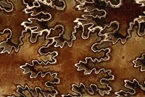 Undulating: Baculites Fossil
