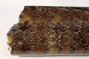 Undulating: Baculites Fossil