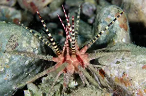 Line: Baculosa Urchin