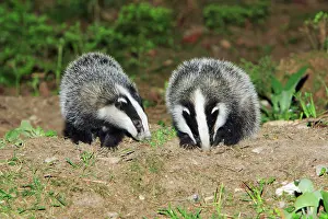 Setts: Badger - 2 young animals beside sett