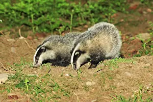 Setts: Badger - 2 young animals beside sett