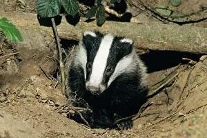 Marks: Badger