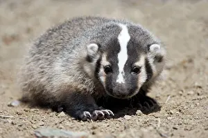 Taxidea: Badger / American Badger - Juvenile