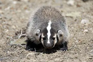 Taxidea: Badger / American Badger - Juvenile