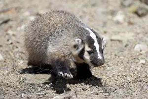 Taxidea: Badger / American Badger - Juvenile