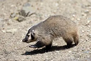 Taxidea: Badger / American Badger - Juvenile