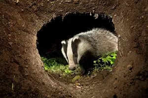 Home: Badger - appearing at nest