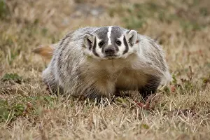 Northcott: Badger (Captive) Taxidea taxus, Widespread