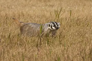 Northcott: Badger (Captive) Taxidea taxus, Widespread