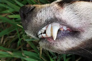 Crepuscular: Badger - close view of teeth