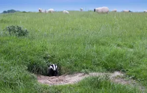 Burrows: Badger coming out of their set at spring GB