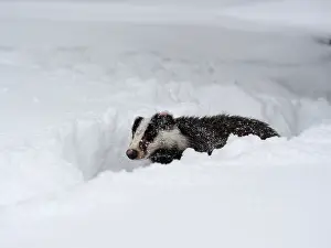 040319: Badger-crossing a snow covered field, Czech Republic