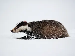 040319: Badger-crossing a snow covered field, Czech Republic