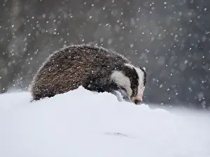 040319: Badger-crossing a snow covered hill, Czech Republic