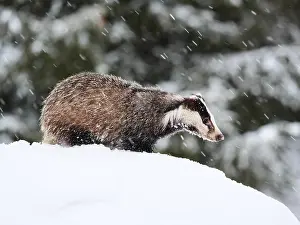 Snowfall: badger-crossing a snow covered hill, Czech Republic