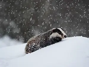 Snowfall: Badger-crossing a snow covered hill, Czech Republic