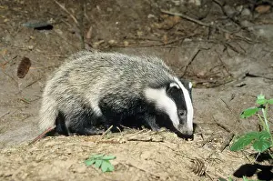 Setts: Badger - cub at entrance of sett