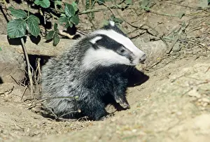 Setts: Badger - cub at entrance of sett