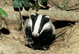 Setts: Badger - cub at entrance of sett