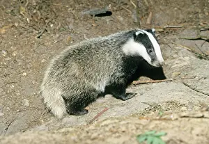 Setts: Badger - cub at entrance of sett