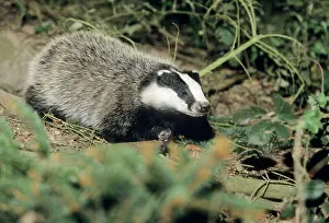 Setts: Badger - cub at entrance of sett