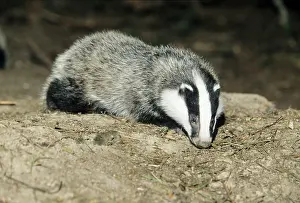 Setts: Badger - cub at entrance of sett