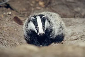 Setts: Badger - cub at entrance of sett