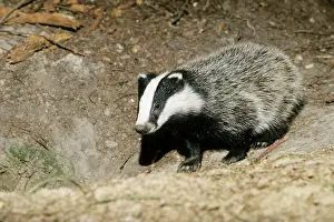 Setts: Badger - cub at entrance of sett