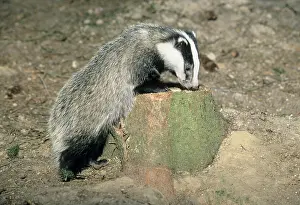 Inquisitive: Badger - cub sniffing at tree stump