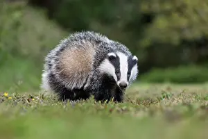 David Chapman: Badger Cub - Summer - UK