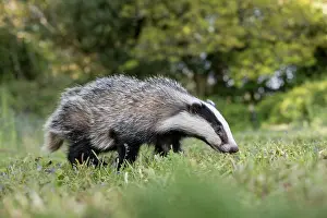 David Chapman: Badger Cub - Summer - UK