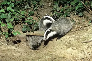 Setts: Badger - two cubs at entrance of sett