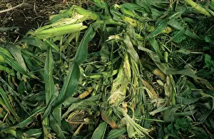 Sweetcorn: Badger damage to sweetcorn crop