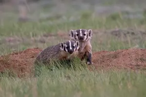 Heavy: Badger, disambiguation. A heavy-set omnivore in the weasel b