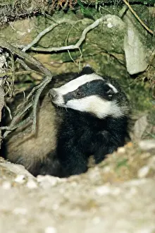 Setts: Badger - female or sow - alert at entrance of sett