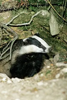 Setts: Badger - female or sow at entrance of sett