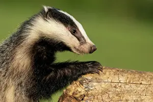 Mounting: Badger (Meles meles) climbing on a tree trunk at