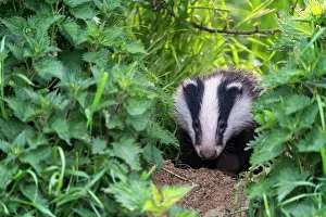 Stinging: Badger (Meles meles) coming out an edge at sunset