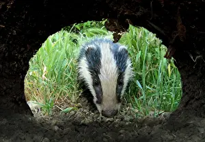 Dens: Badger (Meles meles cub coming towards his set