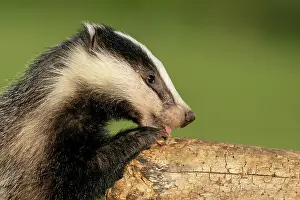 Licked: Badger (Meles meles) cub looking for food, England