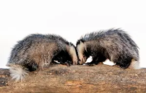 Litters: Badger (Meles meles) facing each other on a log