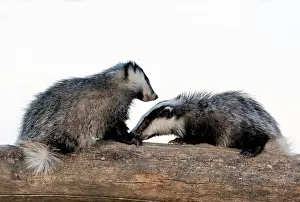 Litters: Badger (Meles meles) facing each other on a log
