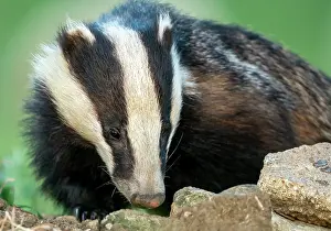 Earthes: Badger (Meles meles) female looking for food, England