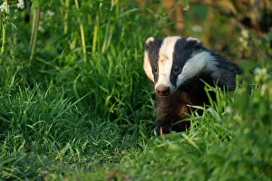 Searches: Badger (Meles meles) amongst grass, Engalnd
